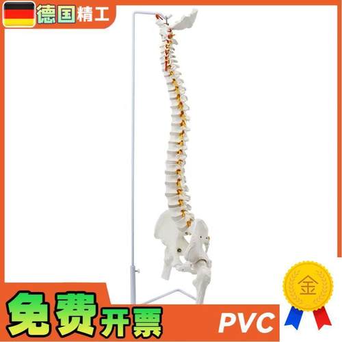 德国】成人85cm人体脊柱神经B骨盆骨骼模型腰椎可弯曲正骨教学标