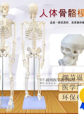 正品美术艺用医用标准85CM人体G骨骼骨架模型骨骼教学模型