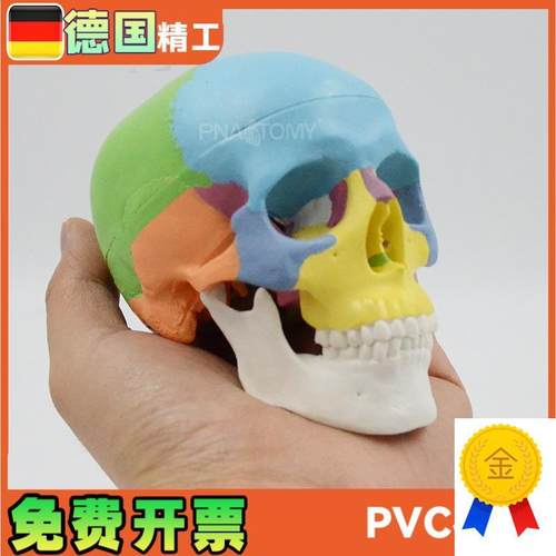 彩色头骨模型可拆3部件口腔美G术参考骷髅头解剖教具颅骨
