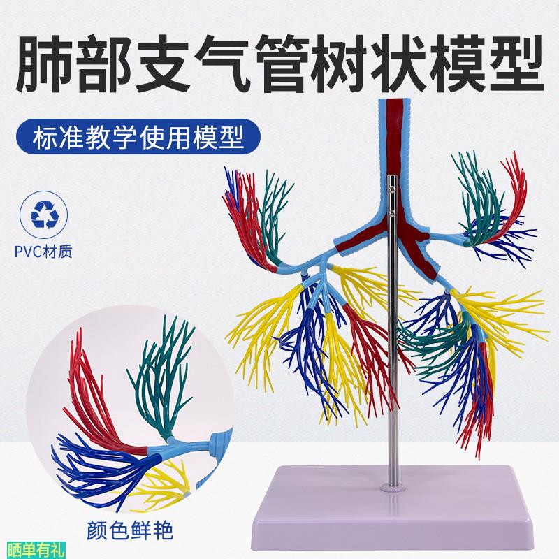 人体透明肺段肺脏解剖肺模型教仪医学模型胸外科 支气管树 肺解剖