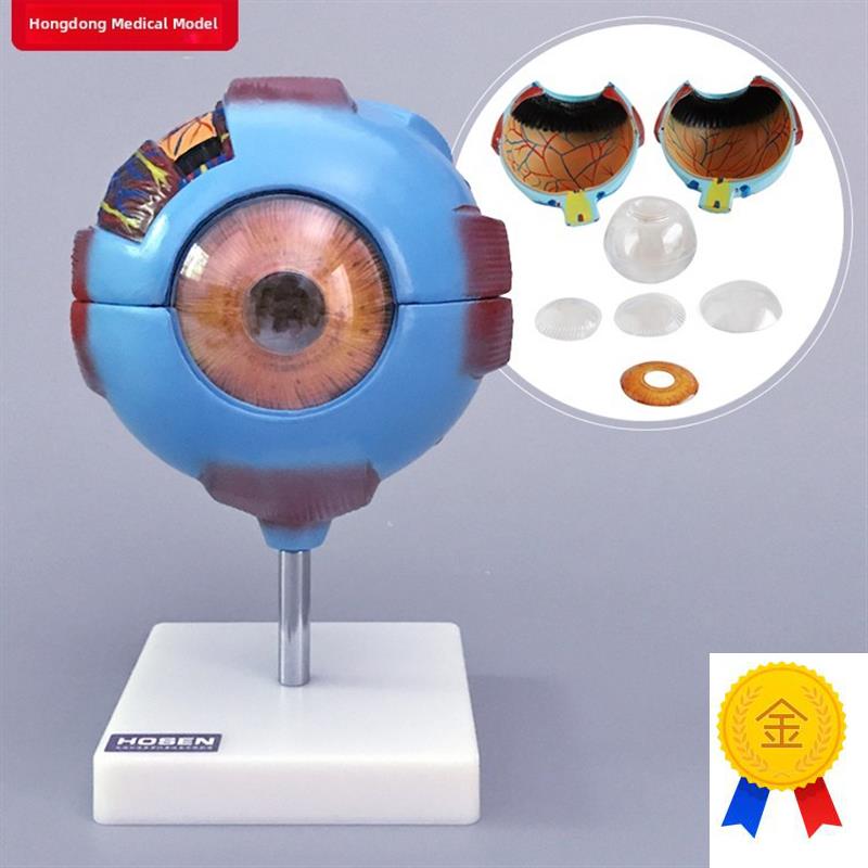 眼球模型人眼结构6倍放大可拆B卸式视力教学眼镜医学教学模具