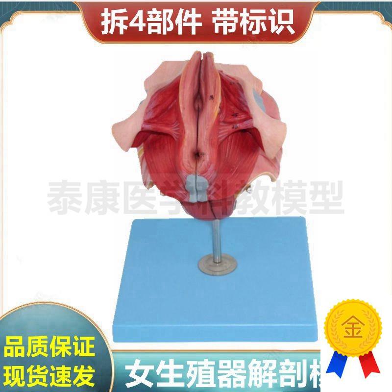 女性生殖器解剖模k型可拆卸带标识妇科医患沟通泌尿盆底肌肛周肌