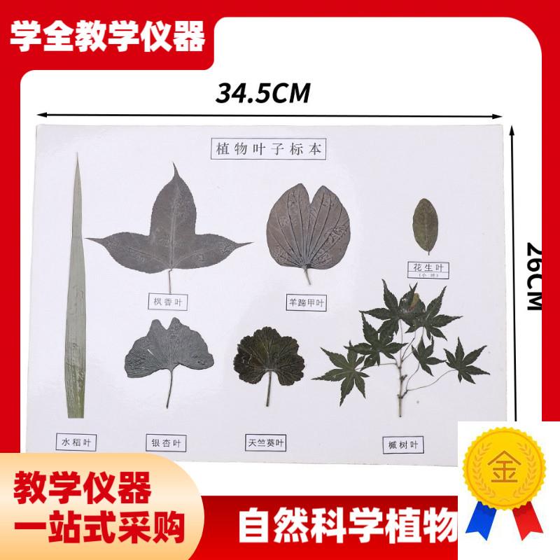 厂家直供植物花类标本r自然科学植物草本种子花卉标本高初中教学