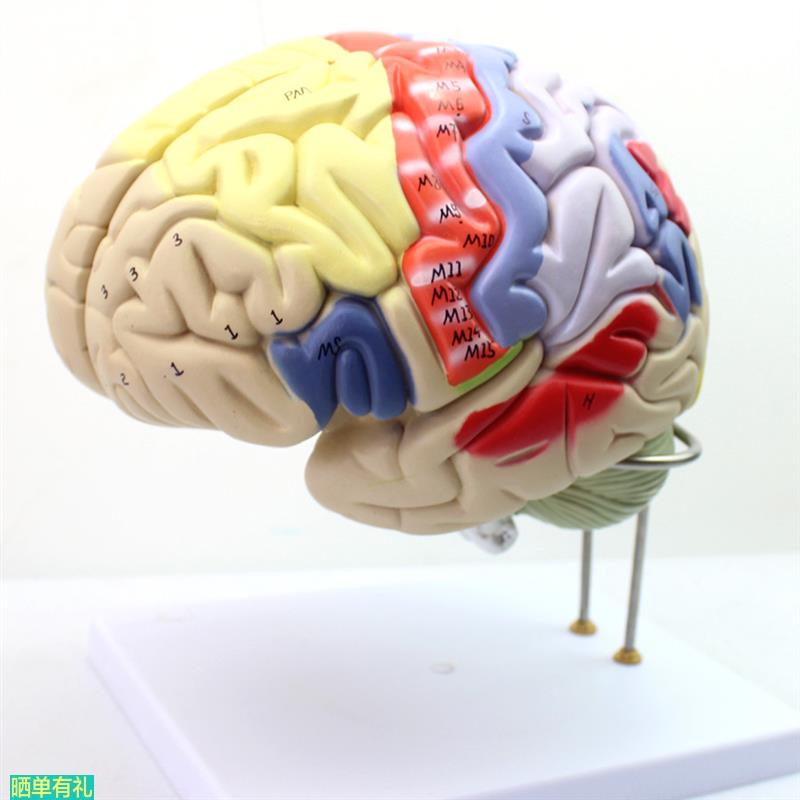 ENOVO颐诺医学大脑皮层躯体运动 人体大脑解剖模型心理教学躯干四