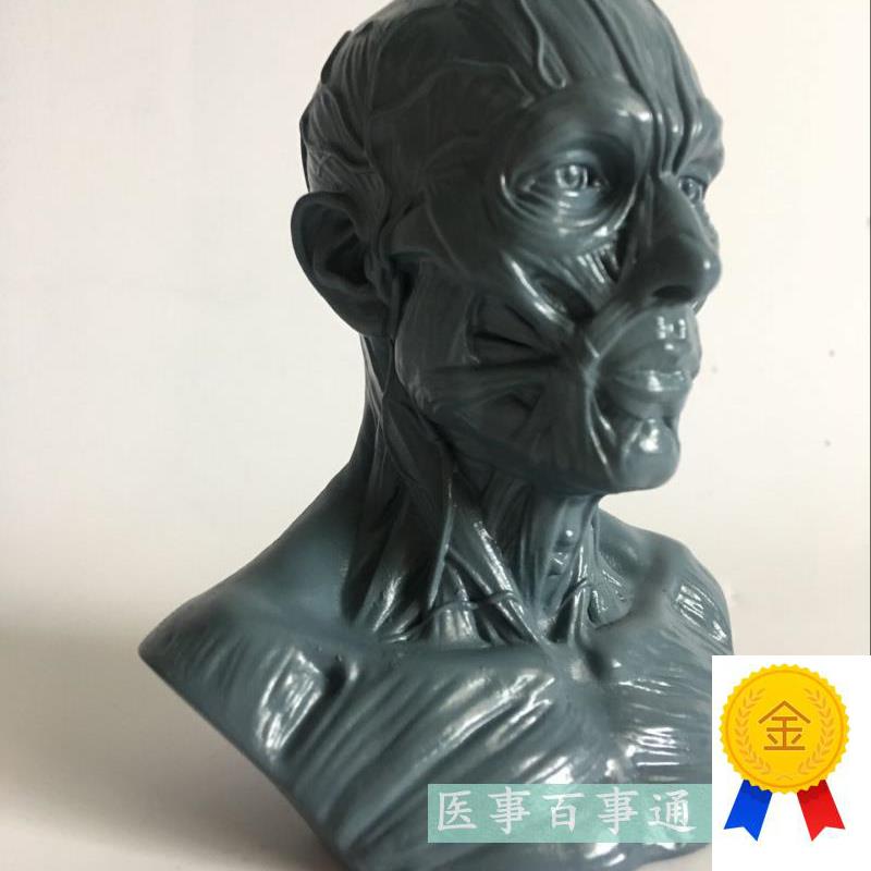 设计绘画CG参考医用头骨胸像艺用人体肌肉骨Q骼解剖结构模型美术