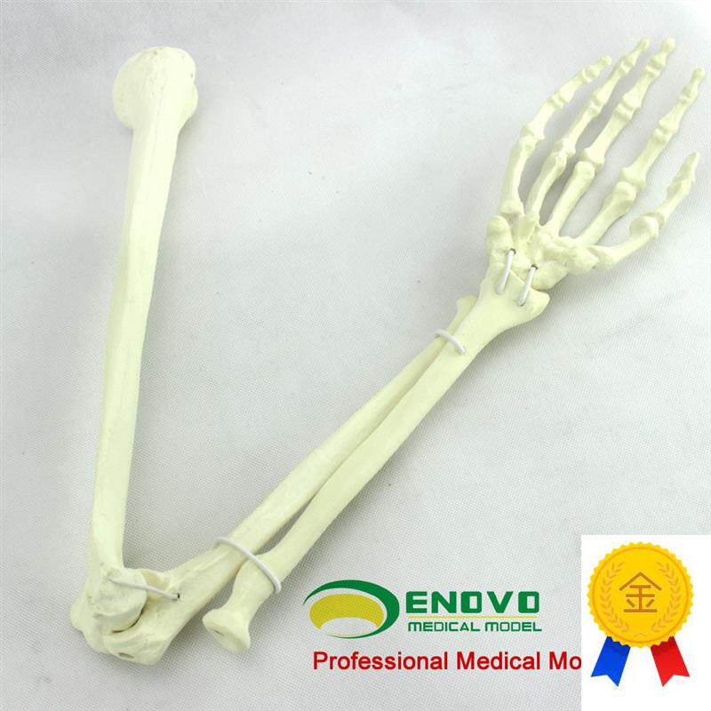ENOVO颐诺骨科l手术摸拟上肢仿真骨模型人工皮质骨松质骨骨科钉