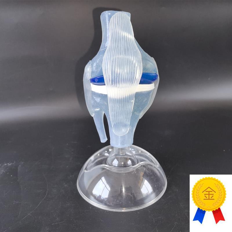 人体透明膝关节功能模型人体骨科骨J骼教学模型医患沟通模型