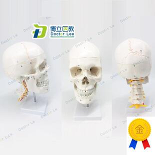 头骨附脑模型人体头颅骨大脑模型神经L科颅脑解剖骨缝线头骨
