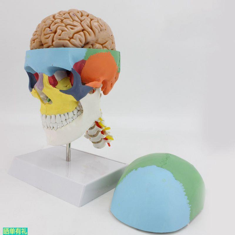 1比1头骨带脑附颈椎颅骨色彩分离神经外科教学标本颅脑解剖可拆卸