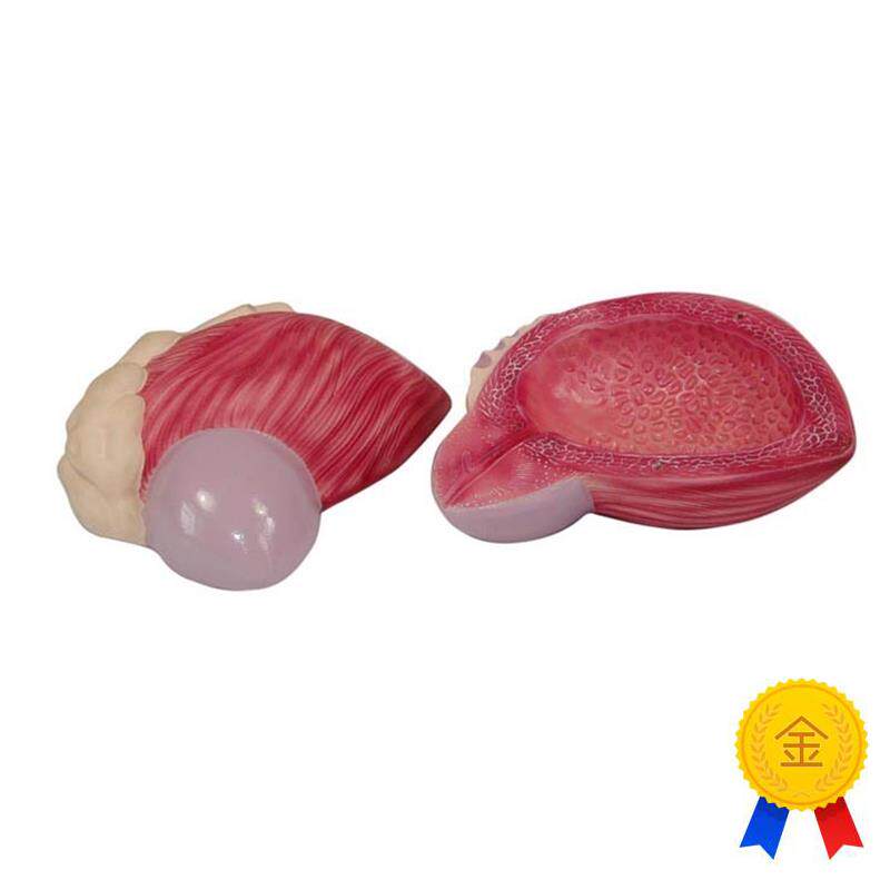 膀胱模型男性膀胱前列.腺放大模型泌尿生殖系统构V造教学医学教具