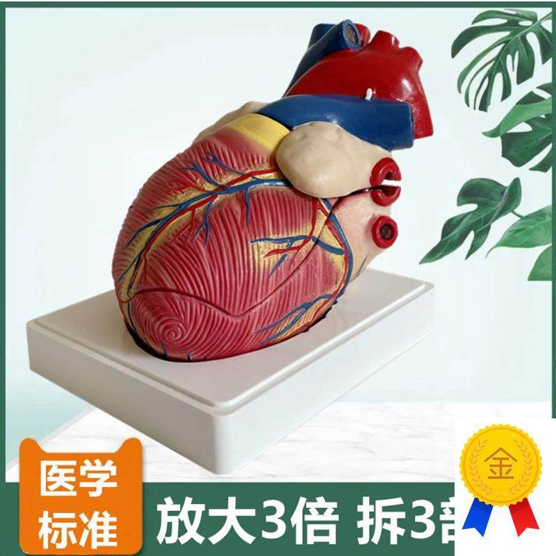 人体心脏模型放大3倍拆3件主动脉瓣二尖瓣仿真塑胶心血Z管医用解