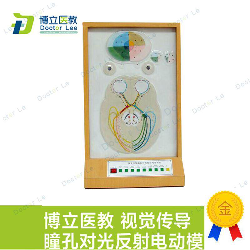 视觉传导瞳孔对光反射电动模型眼科模型眼睛视觉成Z像原理展示