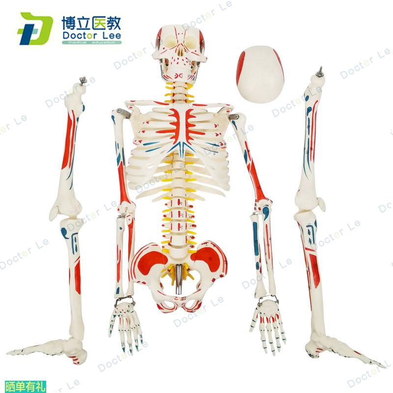 85cm人体骨骼模型 骨架人体模型成人小骷髅教学模型 脊椎骨骼模型