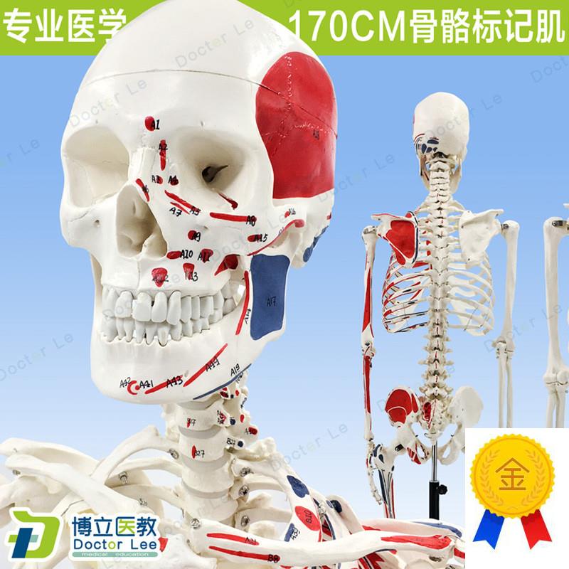 170CM人体骨骼彩色骨架附肌肉起止点着色模型正T骨健身房瑜伽教学