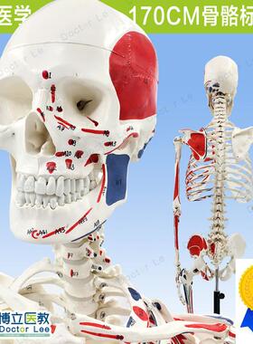 170CM人体骨骼彩色骨架附肌肉起止点着色模型正T骨健身房瑜伽教学