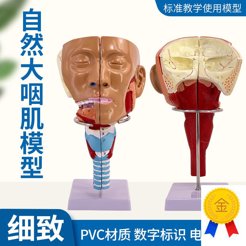 医学鼻咽喉气管咽肌解剖模型环咽肌模型吞咽障碍康复W鼻窦教学演