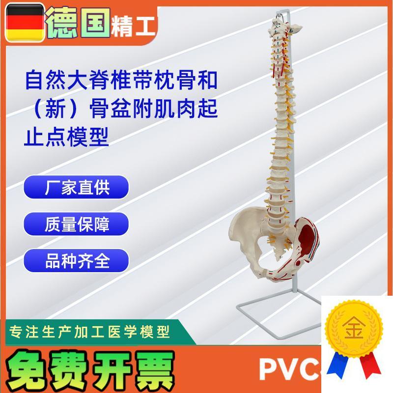 自然大脊椎带枕骨和新骨盆附肌肉起止点模型人体骨.骼教学模型