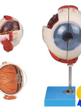 眼球放大模型A1z7101/解剖模型