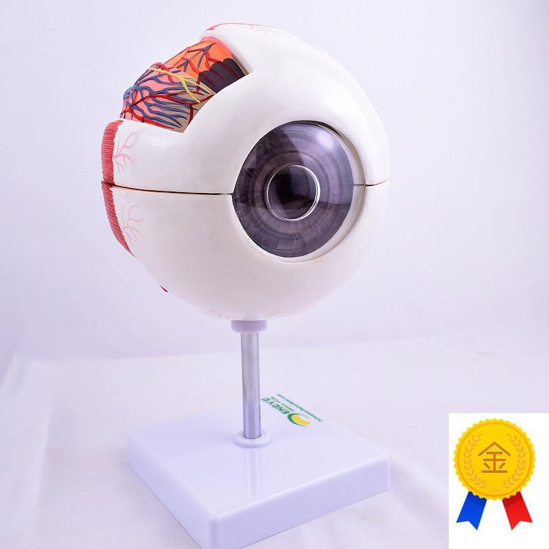 ENOVO颐诺版医学人体眼球解剖模型眼睛结构模型眼V珠眼球眼角膜模