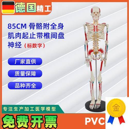85CM附全身肌肉起止带椎间盘神经骨骼模型标数字人体Y骨骼模型教