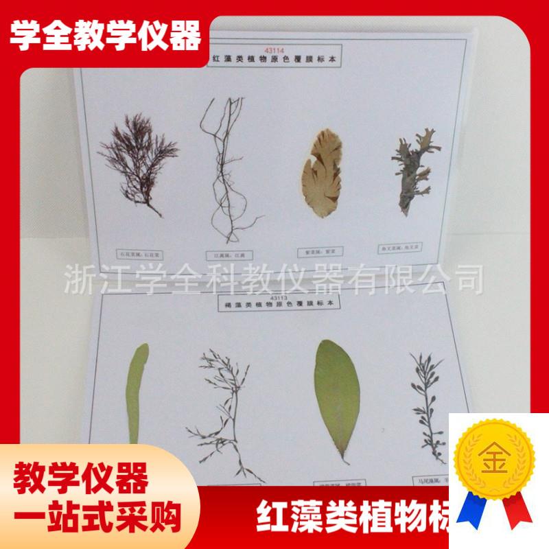 藻类标本a浸泡标本中学科普教具幼儿园教学探究实验教学标本厂家