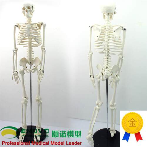 ENOVO颐诺美术艺用医学85CM人体骨骼模型O骨骼骨架教学模型中小学