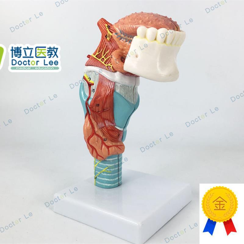人体喉舌牙模型咽q喉解剖舌头模型甲状腺模型器官