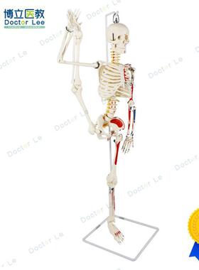 85cm人体骨架模型肌肉起止点瑜伽教学脊柱可弯曲.关节可活动