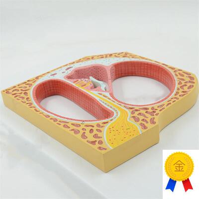 康泰模型人体耳朵内耳螺旋器听觉器官耳蜗放大声波感W受器柯蒂氏