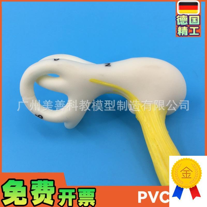 人体耳朵半规h管耳蜗半规管解剖模型内耳耳模型耳迷路模型