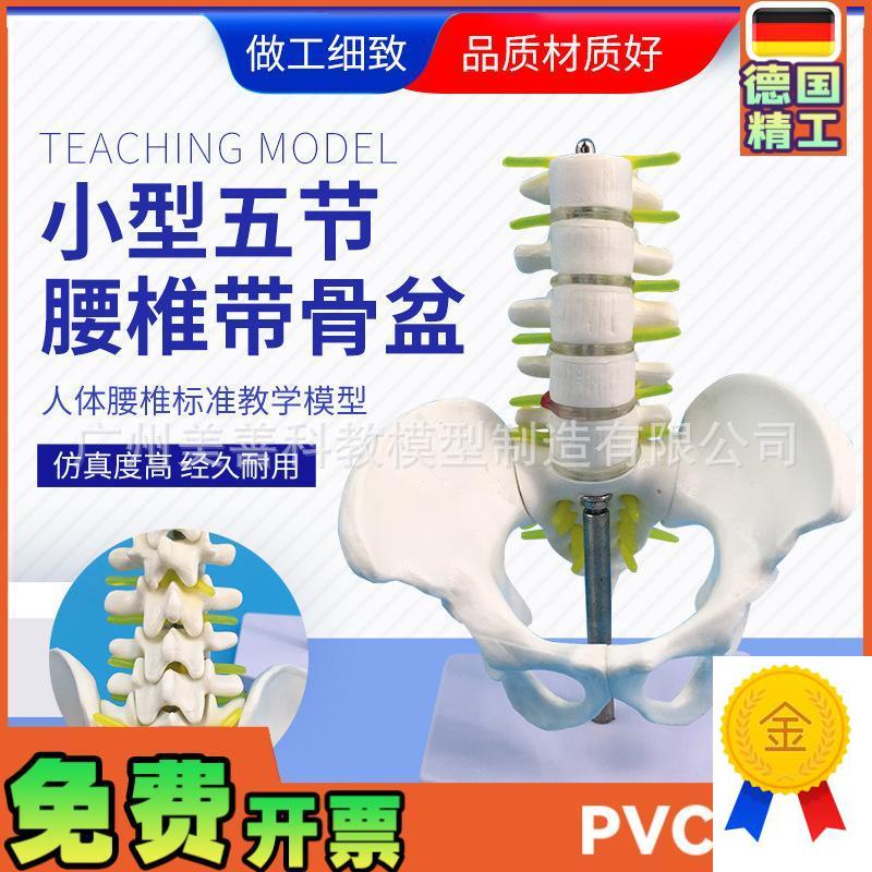正品小型骨盆带五节腰椎模型脊柱模型R骨科模型人体骨骼