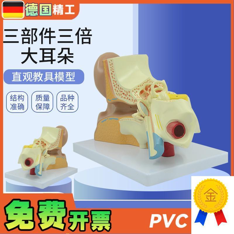 德国】耳朵模型内耳迷路耳廓耳解剖科技馆展S示放大生命馆展品