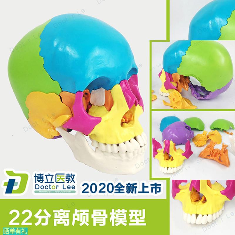 特价头骨彩色头颅骨头骨分离模型头骨解剖模型可拆分22部分头骨模