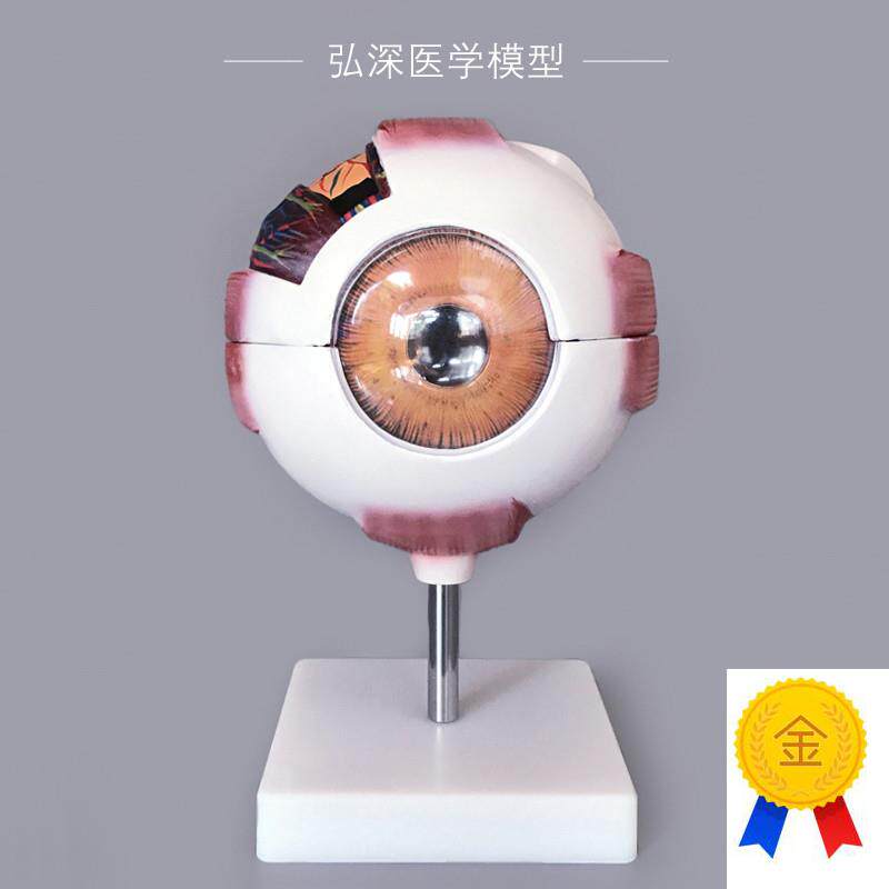 眼球模型人体眼睛结构6倍放大可拆五官医学模具眼V部视力教学道具