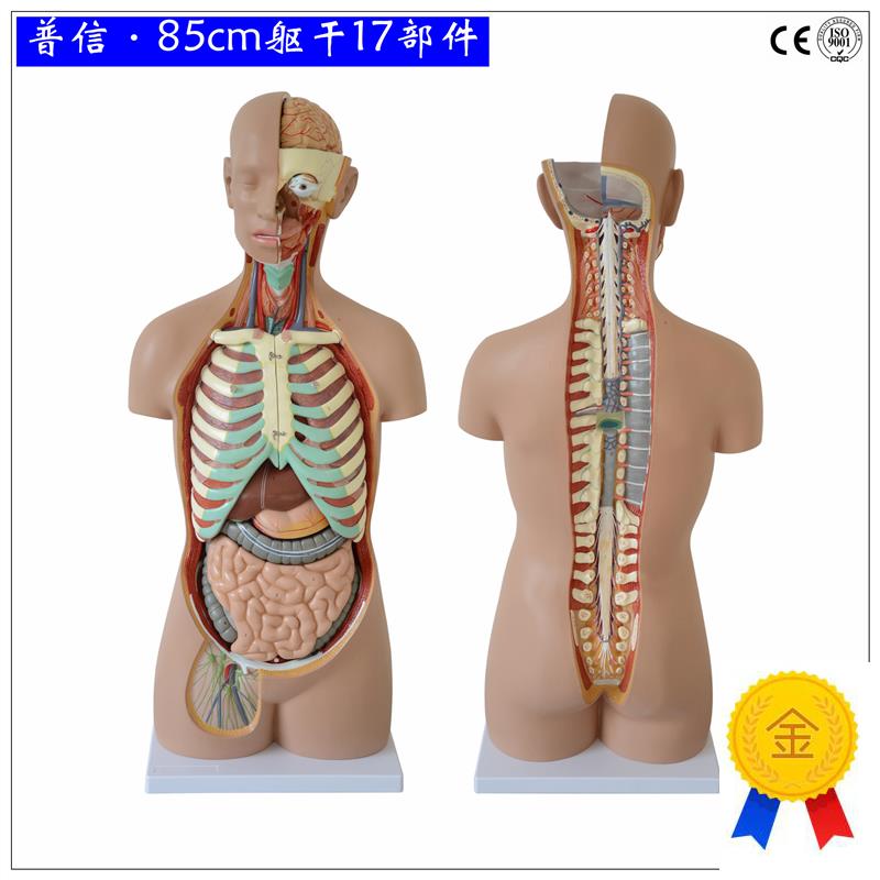 可拆分人体e躯干85cm无性开背1比1成人大小医用人体器官解剖模型