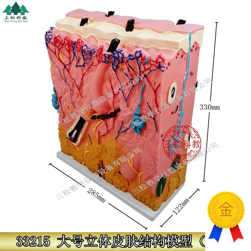 进口皮肤模型皮肤放大模型皮肤结构模型立体皮Y肤模型大号