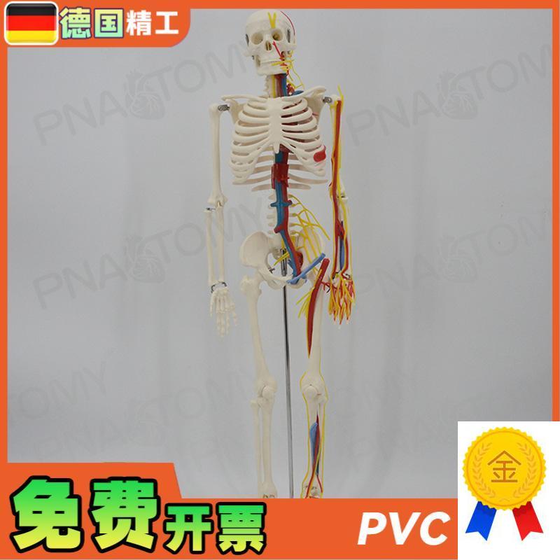 德国】85cm人k体骨骼模型带神经血管心脏大脑可拆卸教学正骨康复