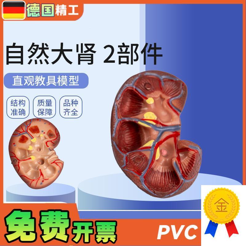 德国】自然大肾2部件肾脏模型人体内脏模型健康肾W自然大肾解剖