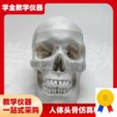 人体头骨仿真模型骷p髅可拆卸头颅医学教学用具颅骨美术医用摆件
