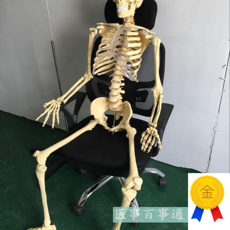 医学专用a170cm人体骨骼模型骷髅骨架标本骨骼教学模型脊椎模型
