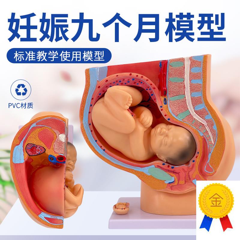 助产示教模型胚胎发育妊娠九个月女性盆腔N骨盆含九个月胎儿模型
