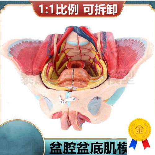 盆底肌模型女性盆腔肌肉气管生殖泌尿月嫂培训技T校产后修复瑜伽