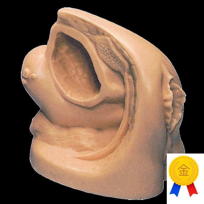 女性内外生殖器模型及导尿模型GVD/H18F