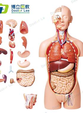 27部件85cm人体模型解剖心脏模型大脑人体结构模型W医学器官躯干