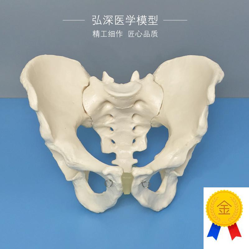 男性骨盆c模型人体盆骨髋骨骶骨耻骨关节盆骨骼骨科示教学医学模