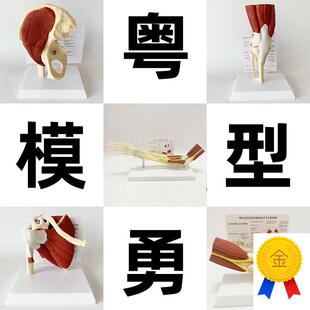 人体关节附肌肉模型o盂肱关节肩锁关节肩峰结构肘膝关节肌肉解剖