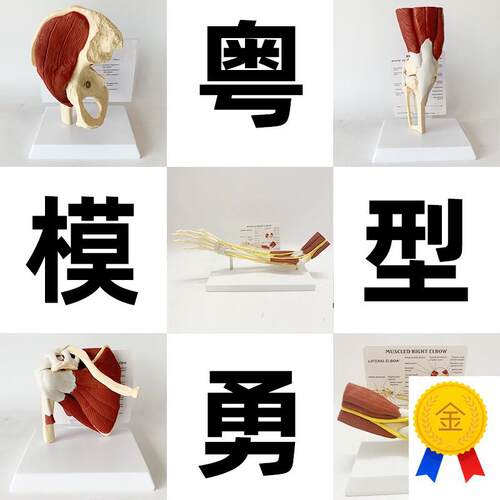 人体关节附肌肉模型o盂肱关节肩锁关节肩峰结构肘膝关节肌肉解剖