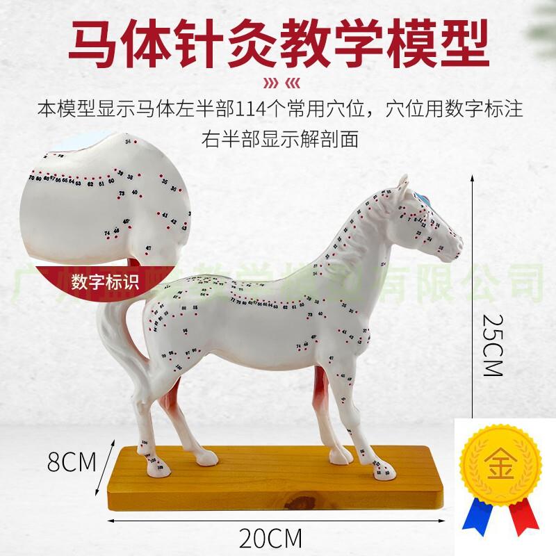 马体针灸模型马体解剖模型动x物解剖模型马穴位模型兽医教学教具