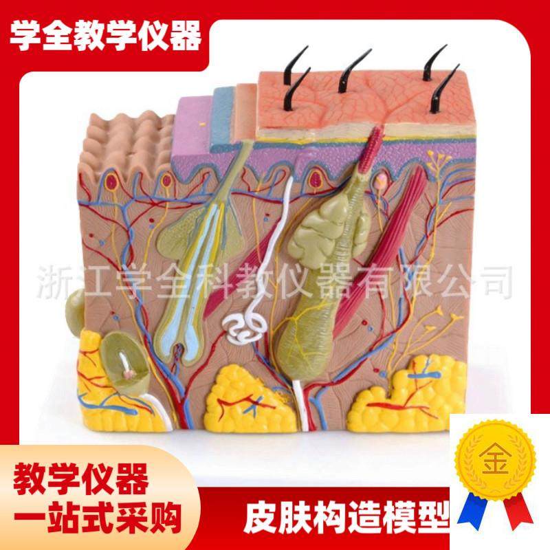 立体皮肤模型f皮肤组织结构放大70倍人体皮肤医学教学模型皮肤模