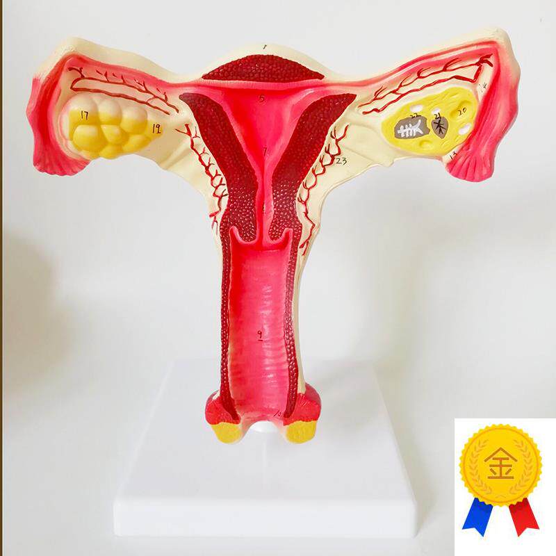 女性生殖器子f宫模型阴道卵巢教学模具病理变化产科普厂家直销包